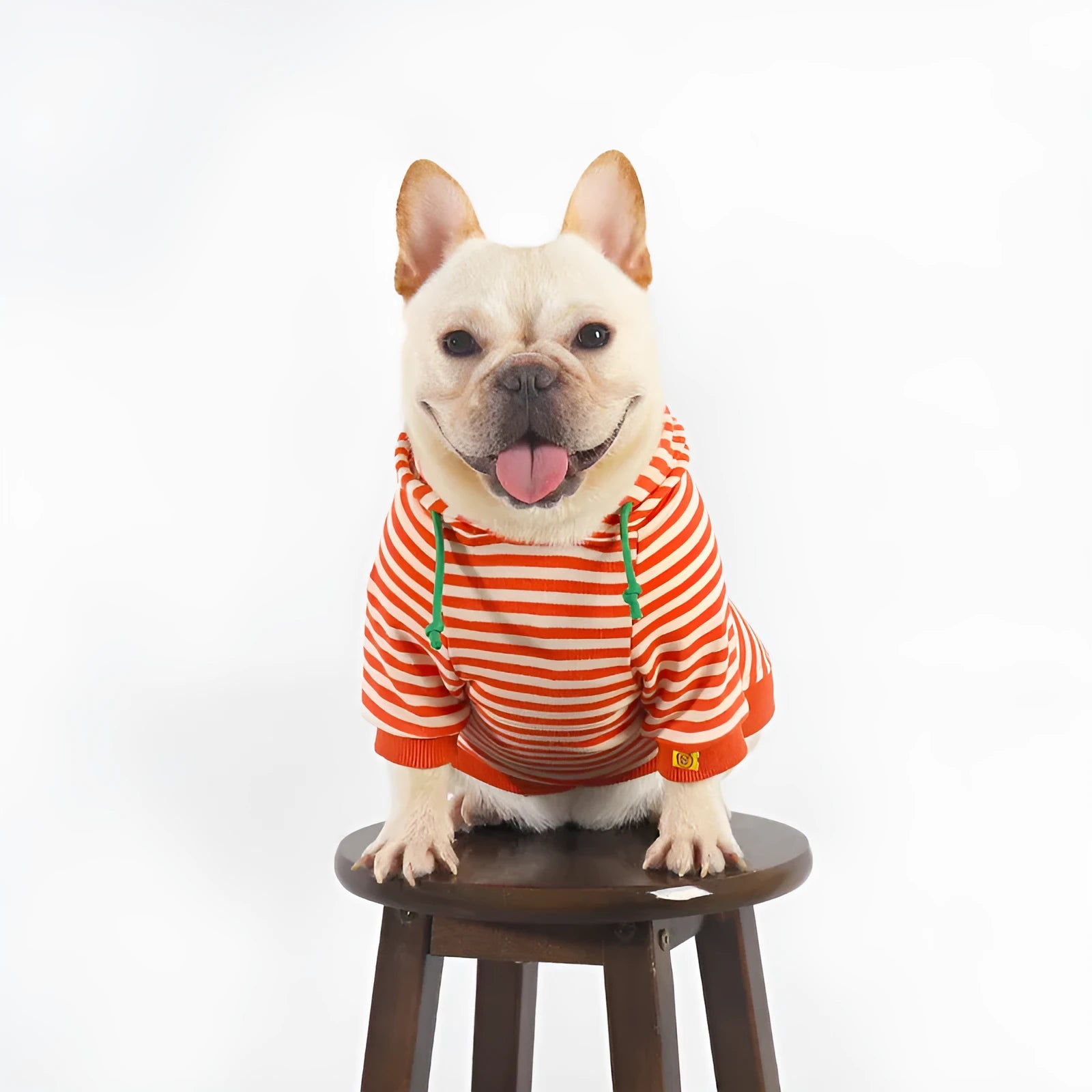 Orange cotton hooded sweater on a dog, showing Korean style design and hood detail.