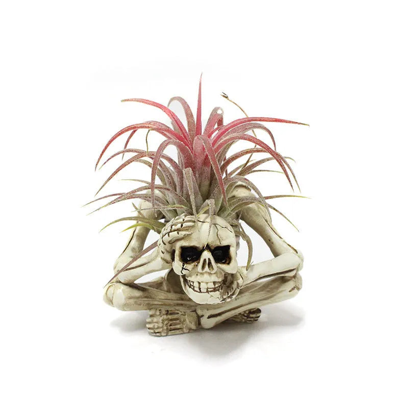 Resin tillandsia bracket with gothic skull design for soilless air plants, measuring 7cm wide by 8cm deep