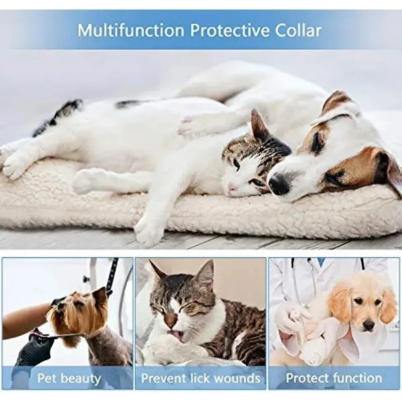 Blue soft inflatable dog recovery collar fastened around a dog's neck as an alternative to a plastic cone.