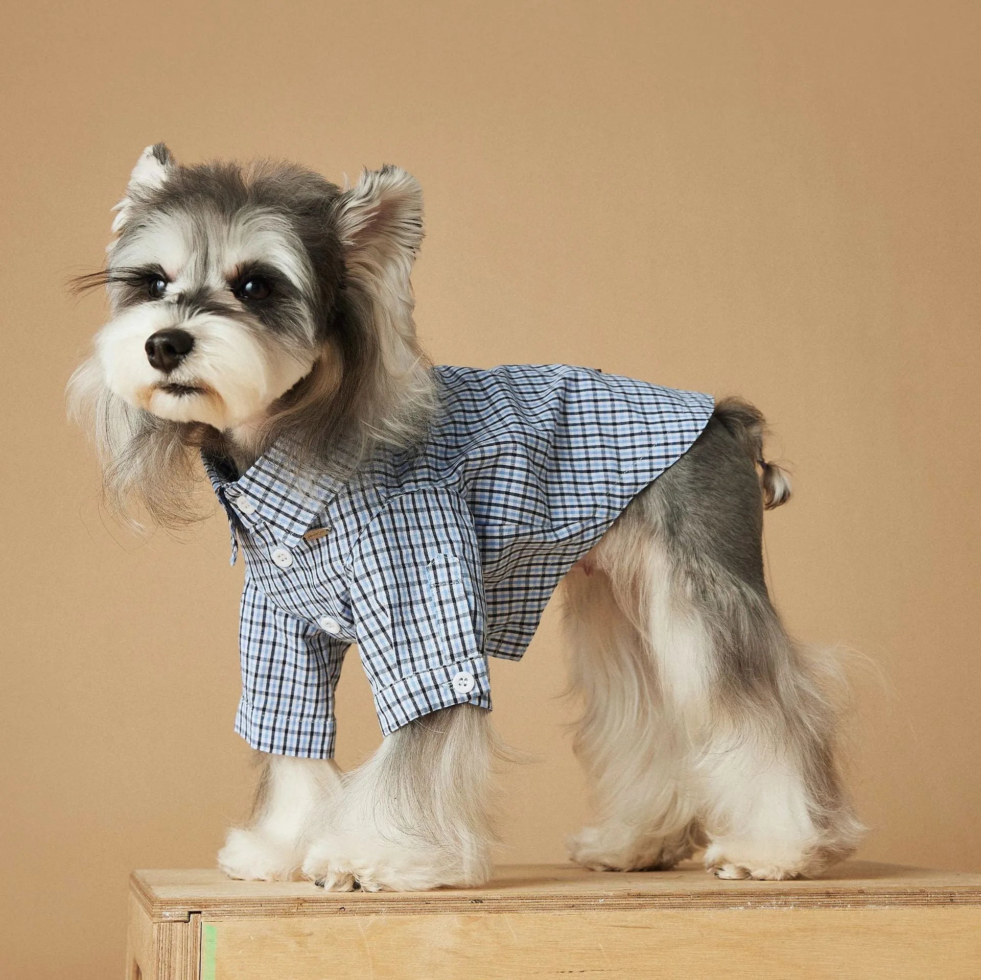 Light blue cotton plaid dog shirt for summer, shown on a small dog, size medium
