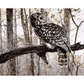 Owl digital painting kit showing 40x50cm numbered canvas, acrylic paint pots, and nylon brushes