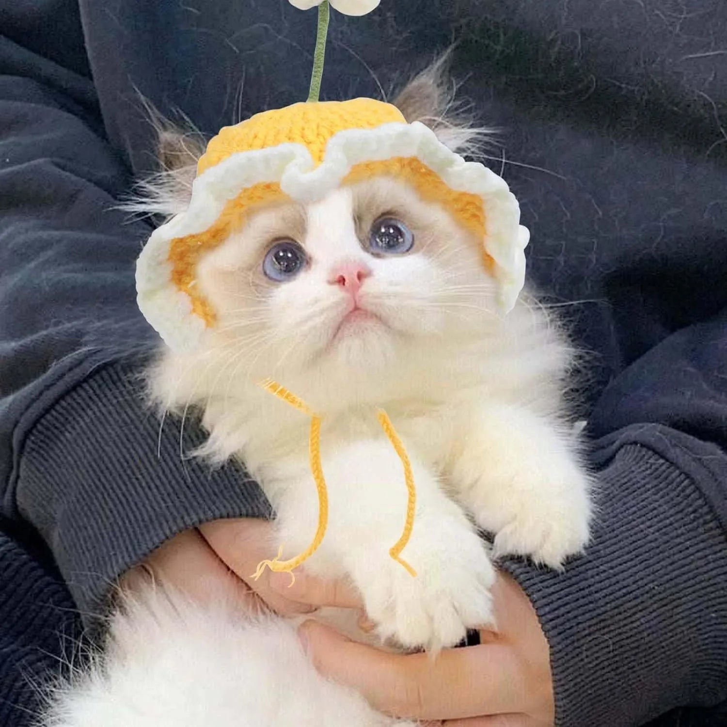 Green knitted cat hat with cartoon design on a small dog, showing soft fabric.