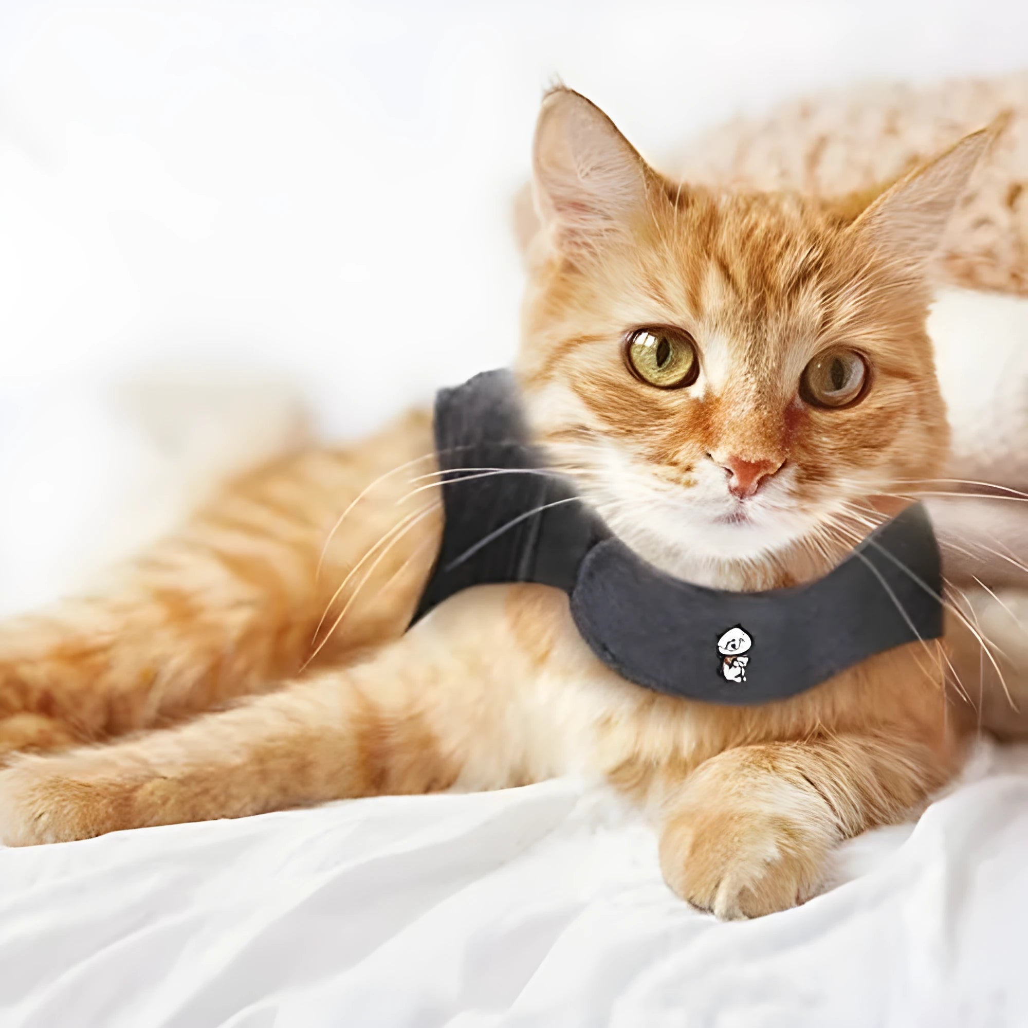 Dark gray polyester summer vest for dogs and cats, available in sizes S, M, and L