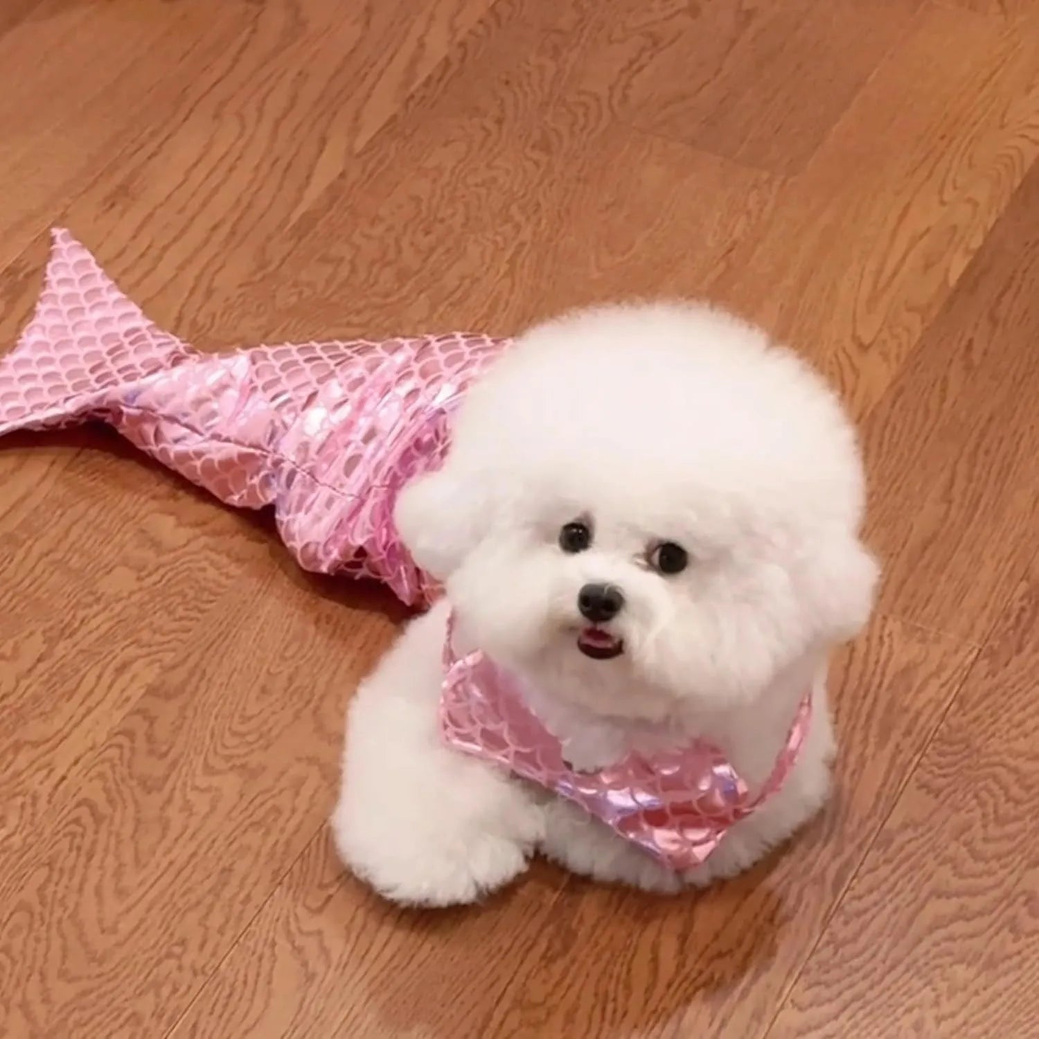 Blue pet mermaid costume with scale pattern on a cat, showing elastic chest strap and long fishtail.