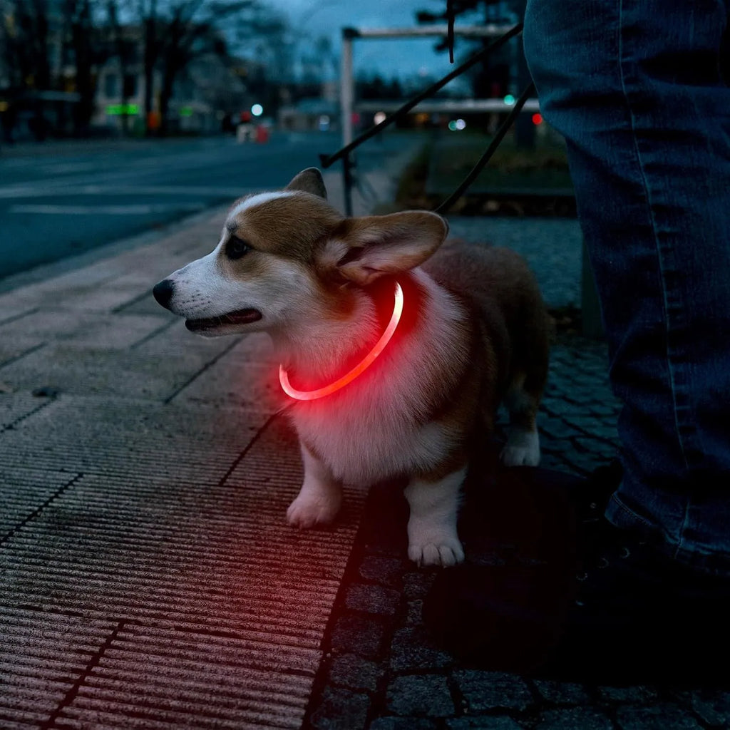 USB rechargeable LED dog collar glowing blue on dog's neck with adjustable TPU strap