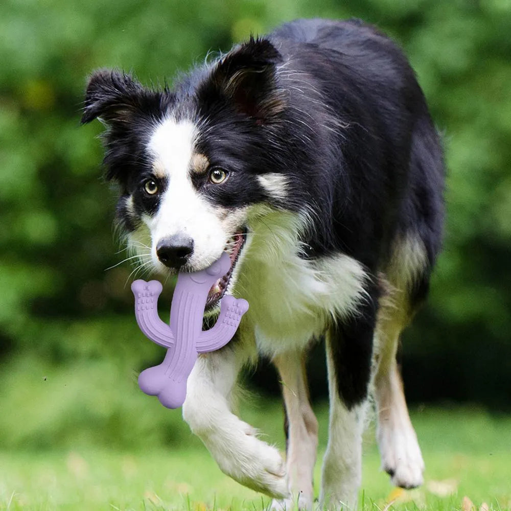Beige, blue, and purple cactus-shaped dog chew toy made from bamboo fibre and rubber, shown in small and large sizes.