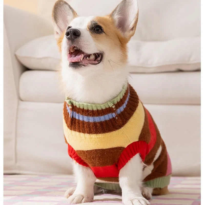 Corgi special rainbow apple striped knitted dog pullover sweater in brown and white on a light background