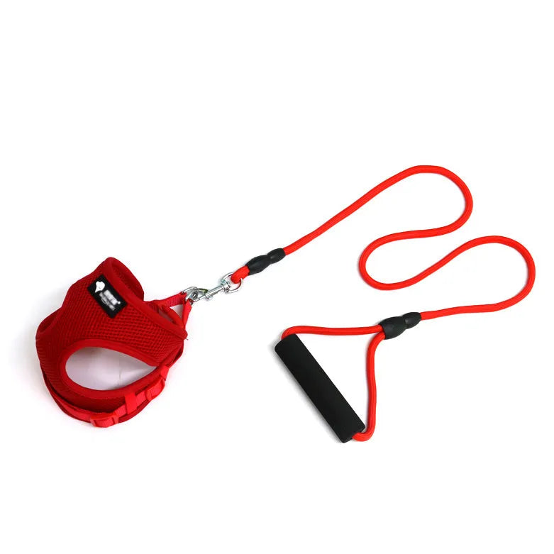 Blue dog lead with foam handle and adjustable collar for small dogs