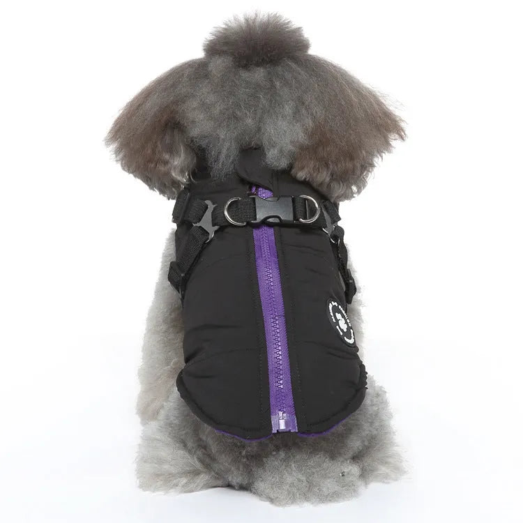 Dog wearing chest strap jacket with cotton padding and polyester outer fabric