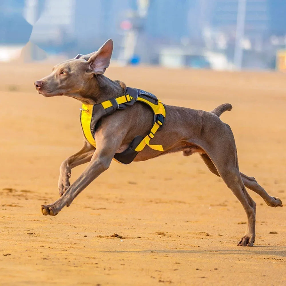 Nylon dog chest strap vest harness in orange blue or yellow brown with hand rope style design