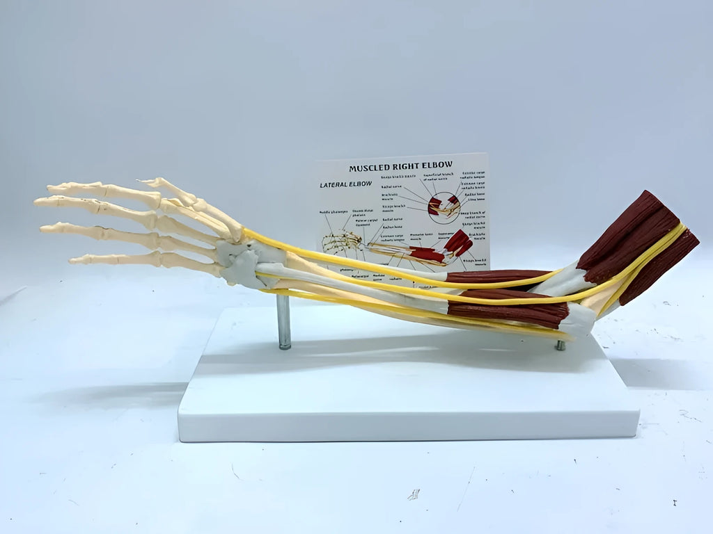 Plastic human hand anatomy model showing bones, muscles, ligaments, nerves, and blood vessels on a white background
