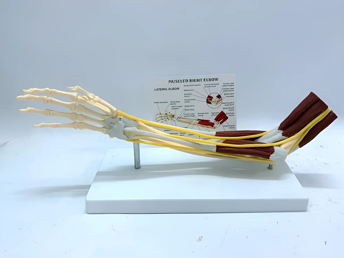 Plastic human hand anatomy model showing bones, muscles, ligaments, nerves, and blood vessels on a white background