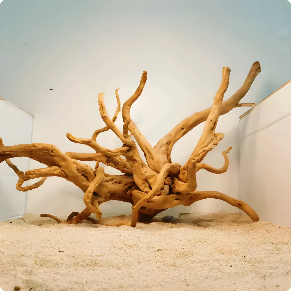 Xiaoqi root natural wood aquarium decoration ornament for fish tank scenery