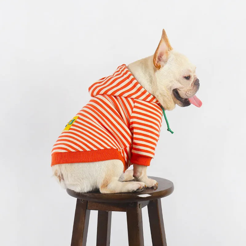 Orange cotton hooded sweater on a dog, showing Korean style design and hood detail.