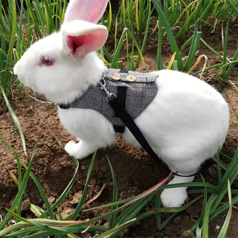 Grey rabbit leash and dress chest harness set on small pet, sizes S M L available