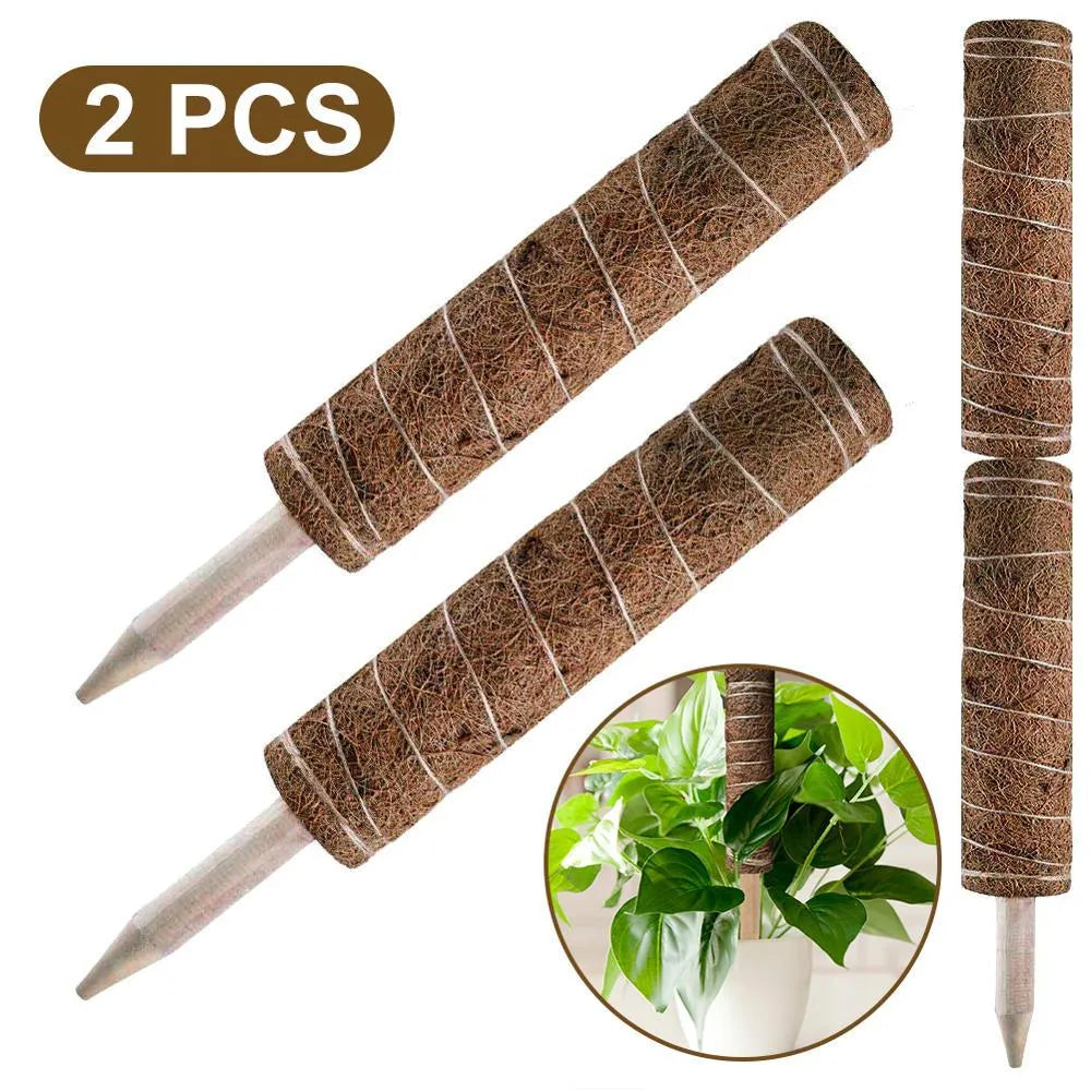 Green radish coconut palm stick with natural coconut moss fibre, wooden pole, and rope wrapping for indoor climbing plant support