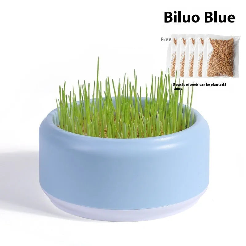 Hydroponic cat grass cups in blue, green, and yellow colours with seed packs for indoor cat enrichment