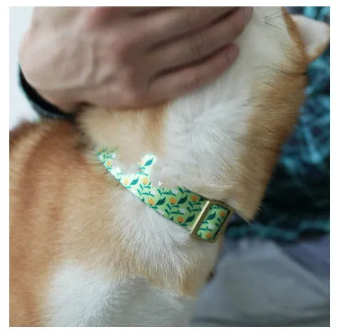 Floral pattern nylon ribbon dog collar in hanada blue with adjustable sizing for small to large dogs