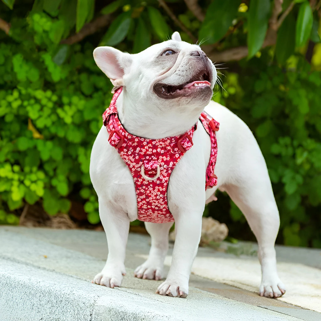 Floral pattern pet harness with chest strap in pure cotton fabric