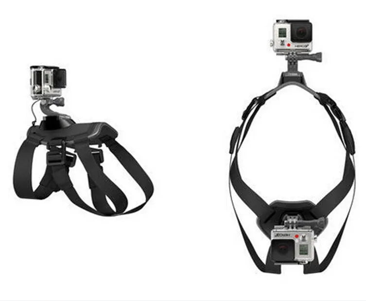 Black GoPro dog chest strap back mount harness on a dog, adjustable padded fit
