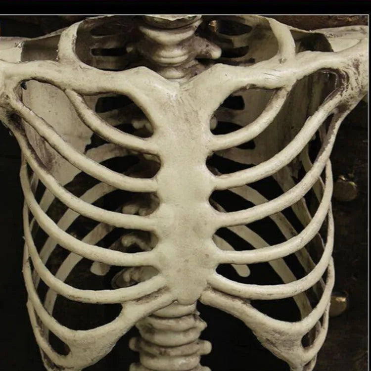 170cm plastic skeleton prop with realistic skull, full body, off-white bone finish, standing upright