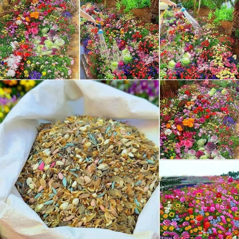 Packet of Purpleflower Holly Leaf and mixed wildflower seeds for garden planting.