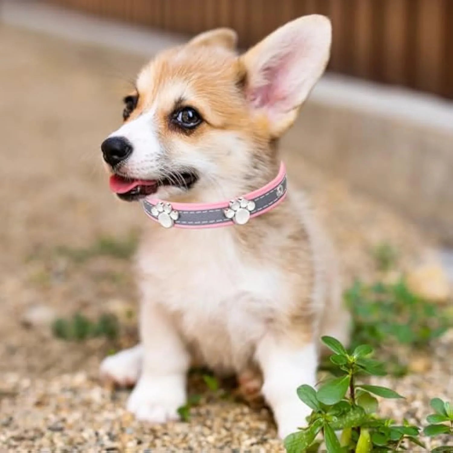 Reflective PU leather dog collar with metal buckle and cute paw rivet decoration, shown in multiple sizes.