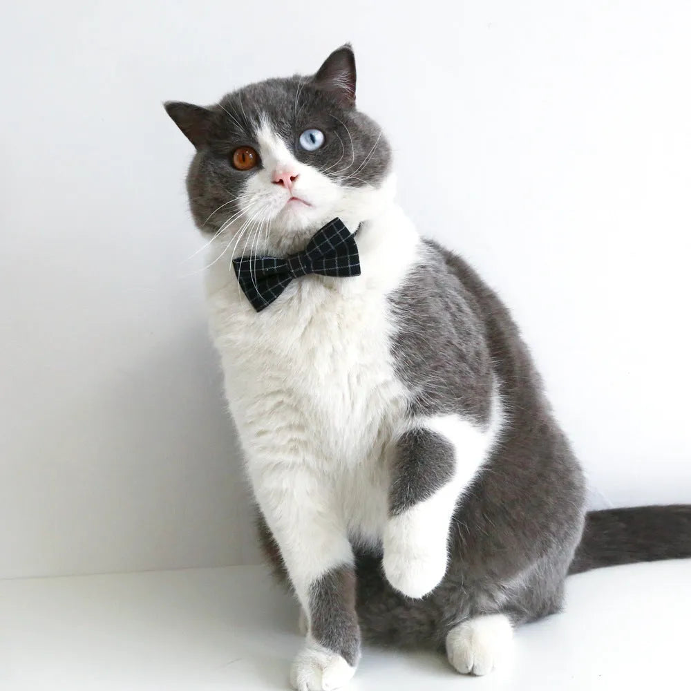 Pet costume hair band and bow tie set in woolen felt with elastic 18cm circumference
