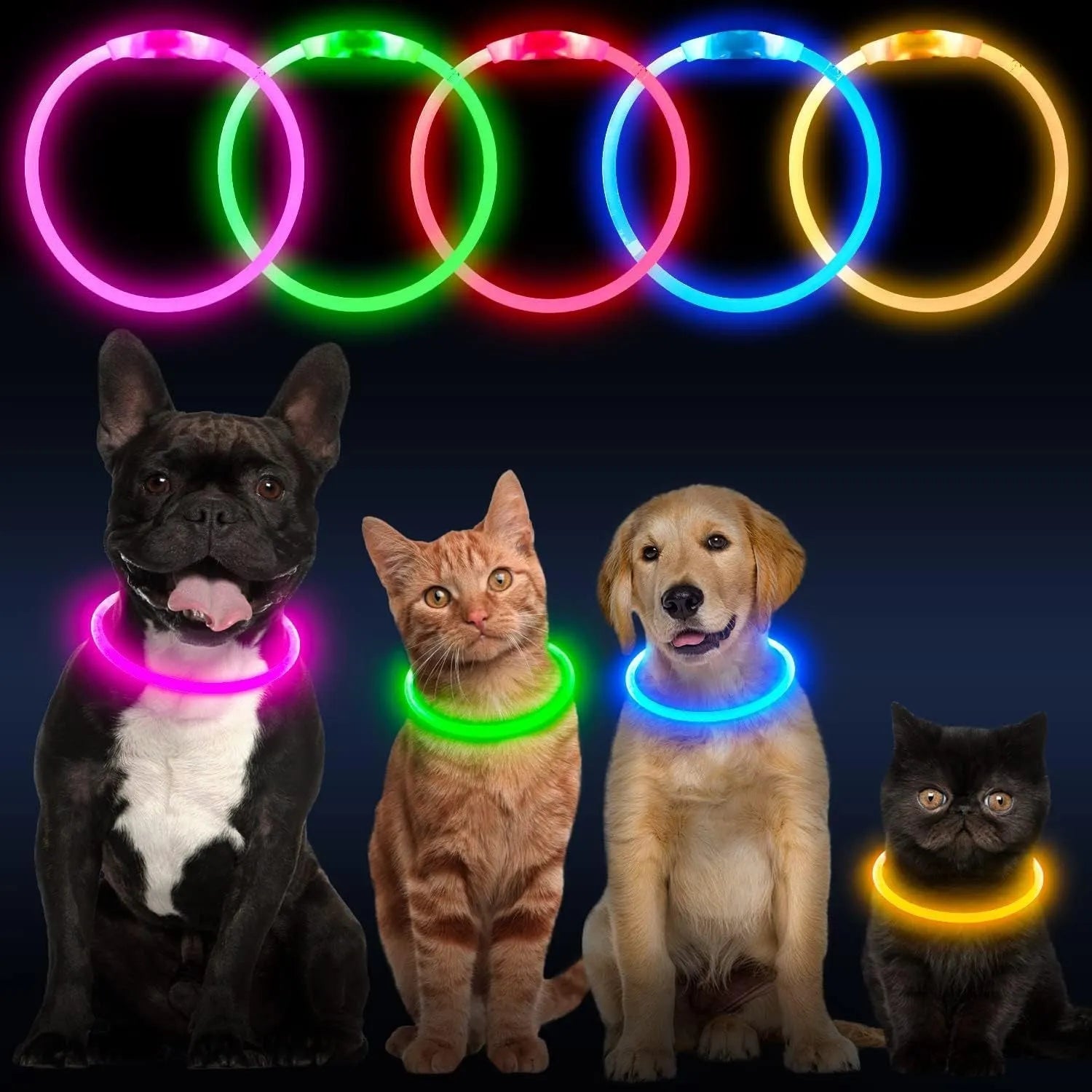 USB rechargeable LED dog collar glowing blue on dog's neck with adjustable TPU strap