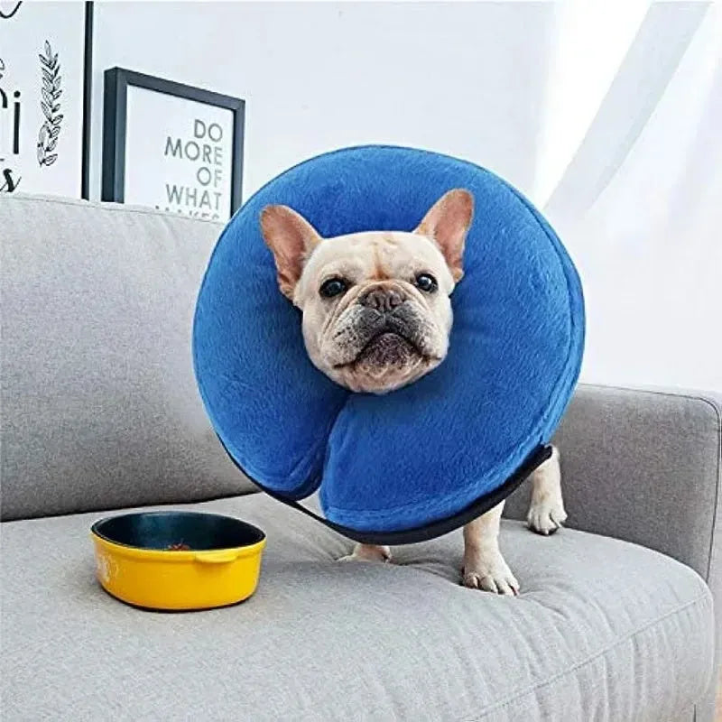 Blue soft inflatable dog recovery collar fastened around a dog's neck as an alternative to a plastic cone.