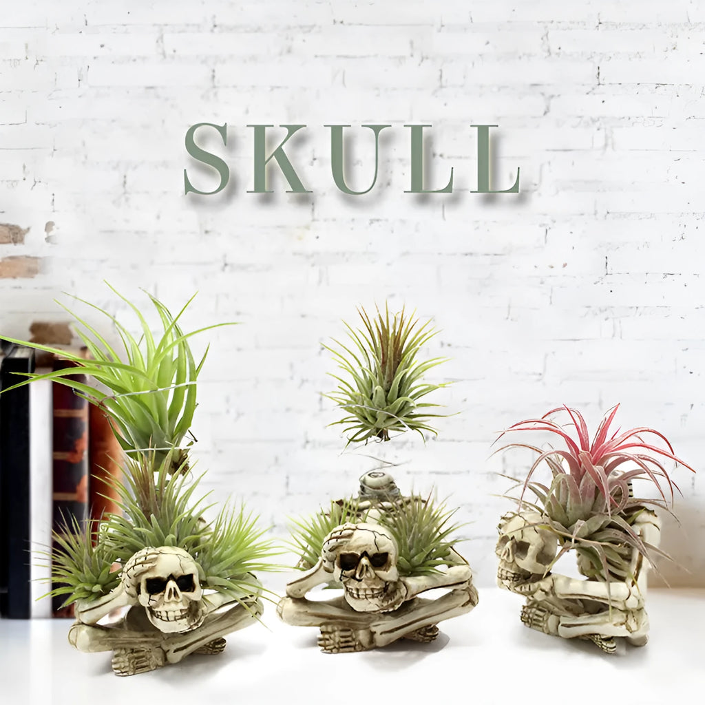 Resin tillandsia bracket with gothic skull design for soilless air plants, measuring 7cm wide by 8cm deep