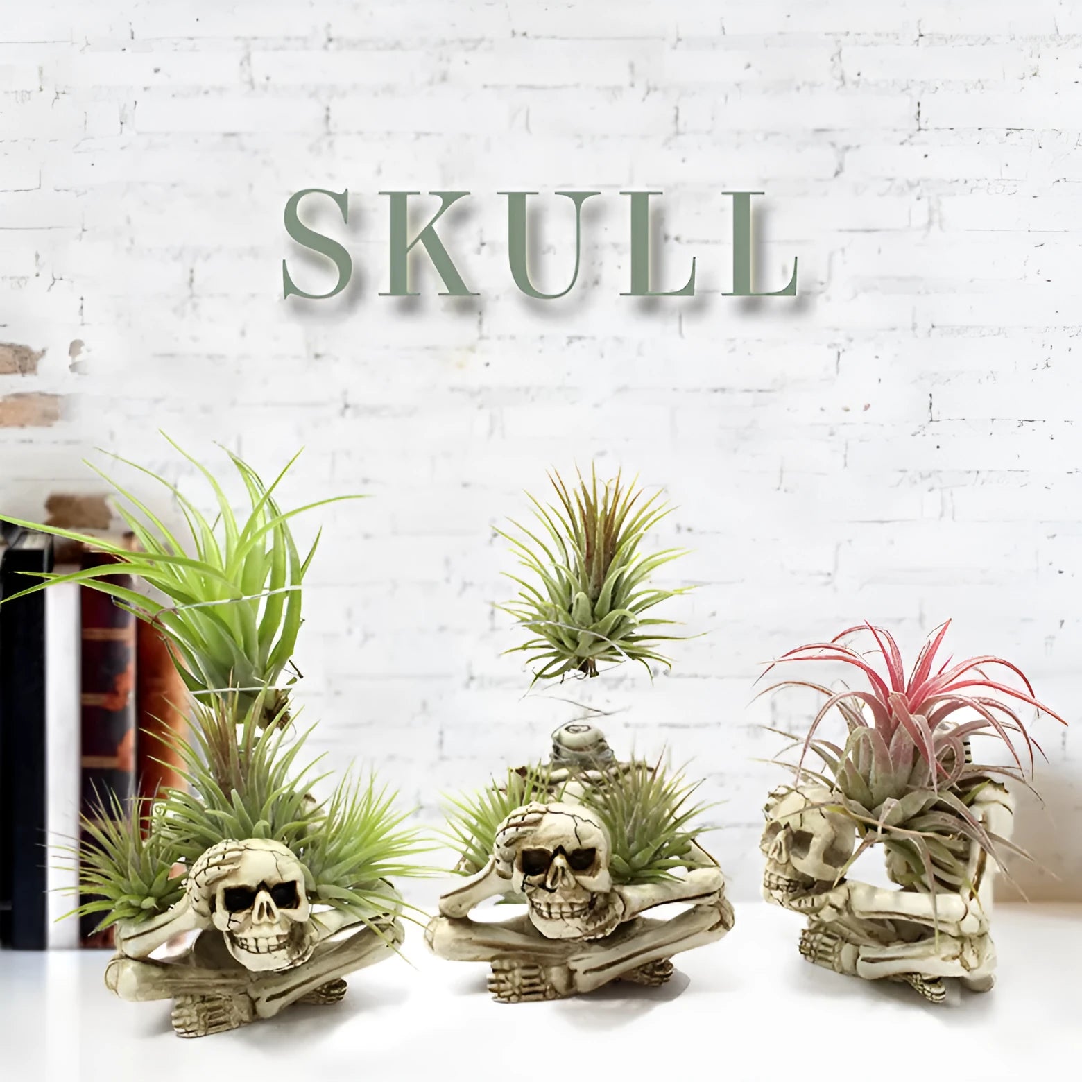 Resin tillandsia bracket with gothic skull design for soilless air plants, measuring 7cm wide by 8cm deep