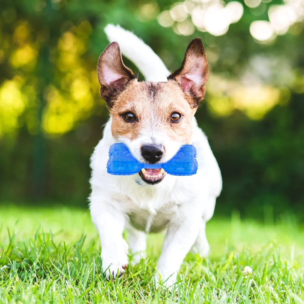 Pet teether cooling chew toy for dogs in Bones shape with blue non-toxic outer layer and water filling