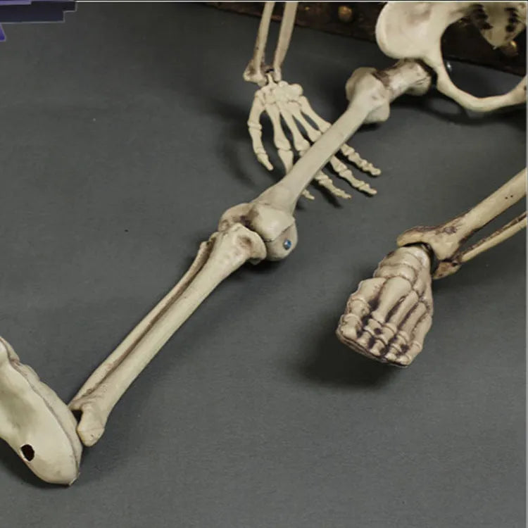 170cm plastic skeleton prop with realistic skull, full body, off-white bone finish, standing upright