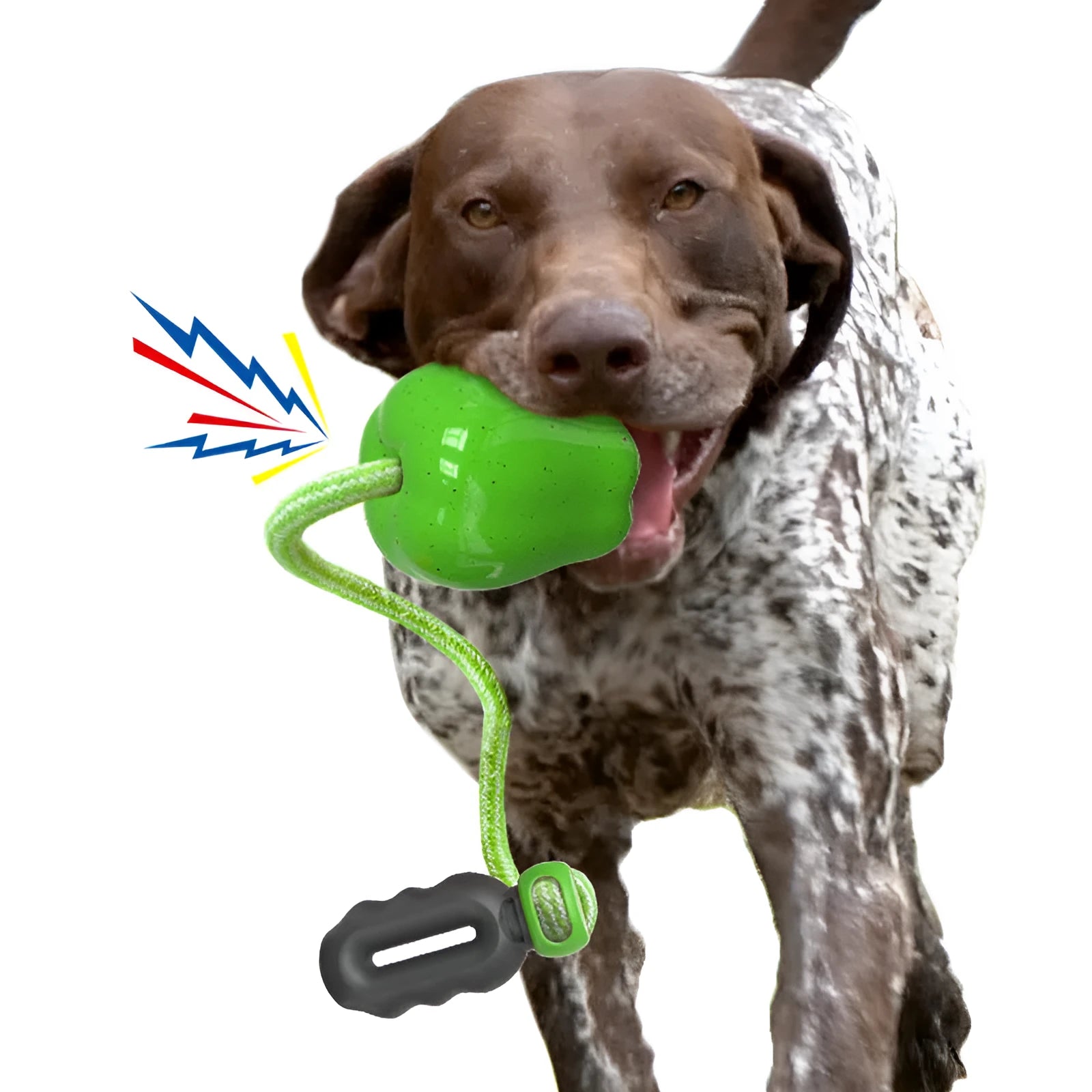 Green and red plastic dog toy shaped like a molar with a hollow centre for treat dispensing.