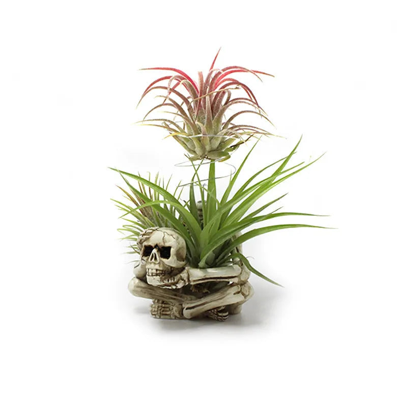 Resin tillandsia bracket with gothic skull design for soilless air plants, measuring 7cm wide by 8cm deep