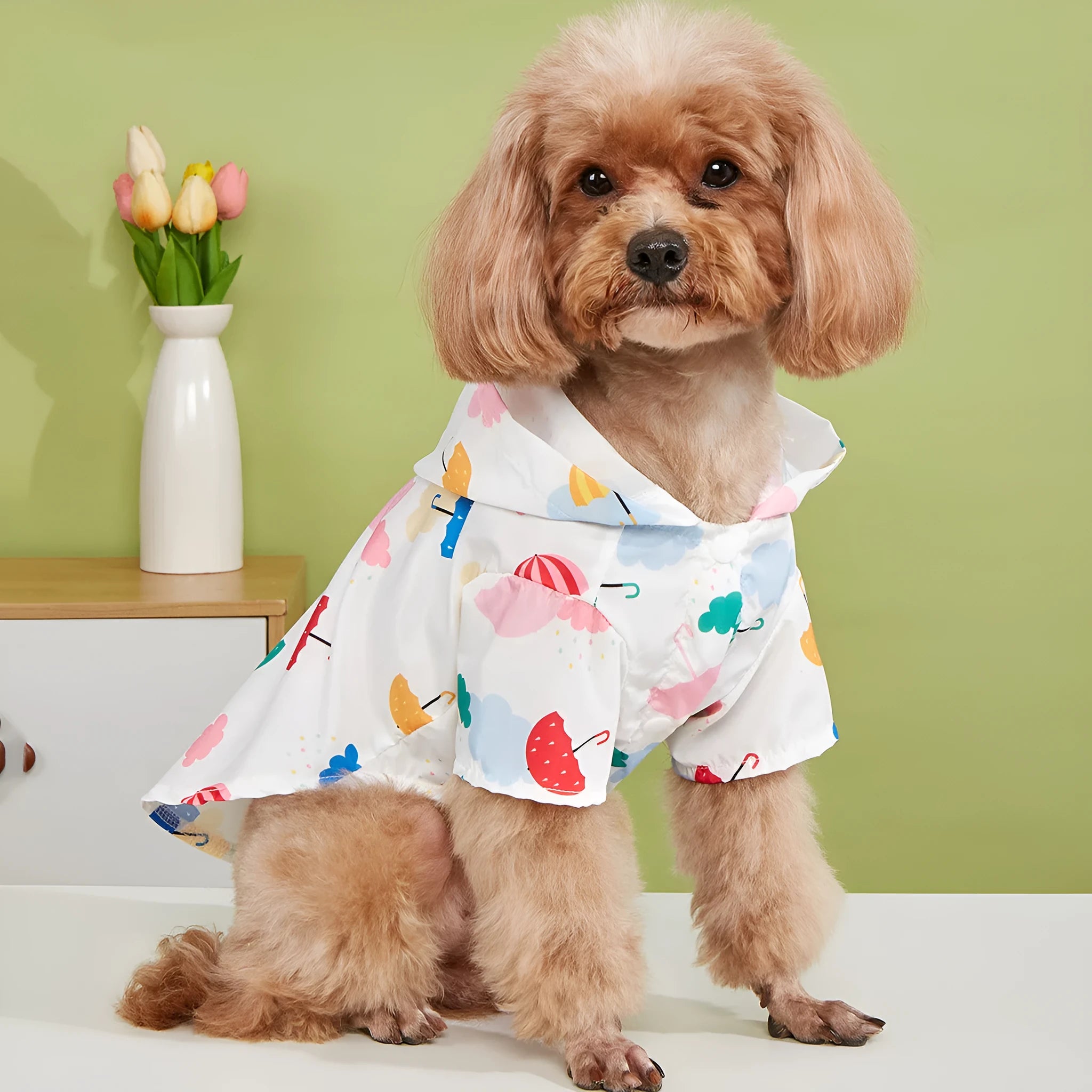Small dog wearing a colourful cartoon umbrella pattern polyester raincoat.