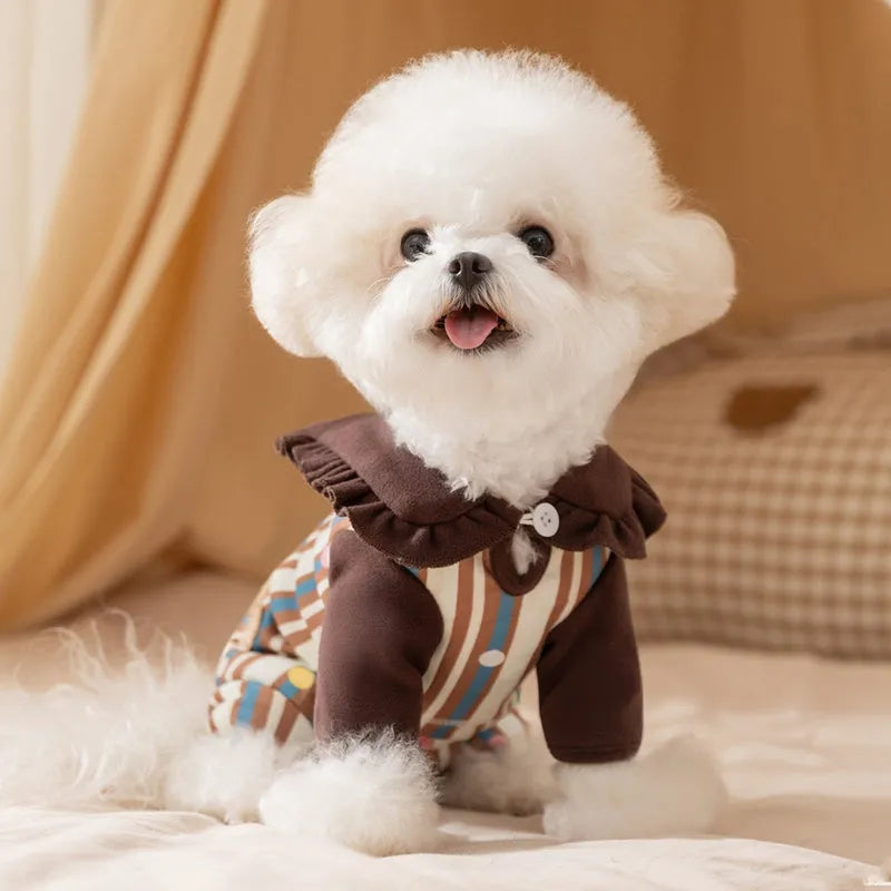 Small brown dog wearing a blue and brown striped onesie with ruffled collar and bear patch