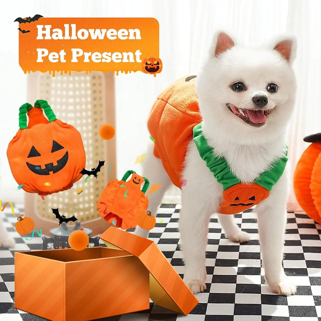 Orange pumpkin plush Halloween costume on a small dog, showing pullover design and soft fabric.
