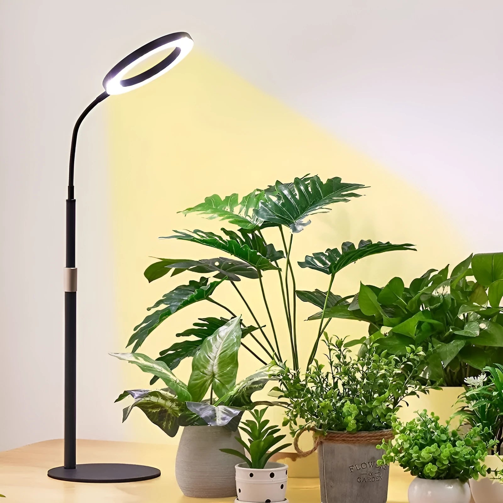 6-inch Angel Ring LED plant grow light on a tall, adjustable aluminium floor stand.