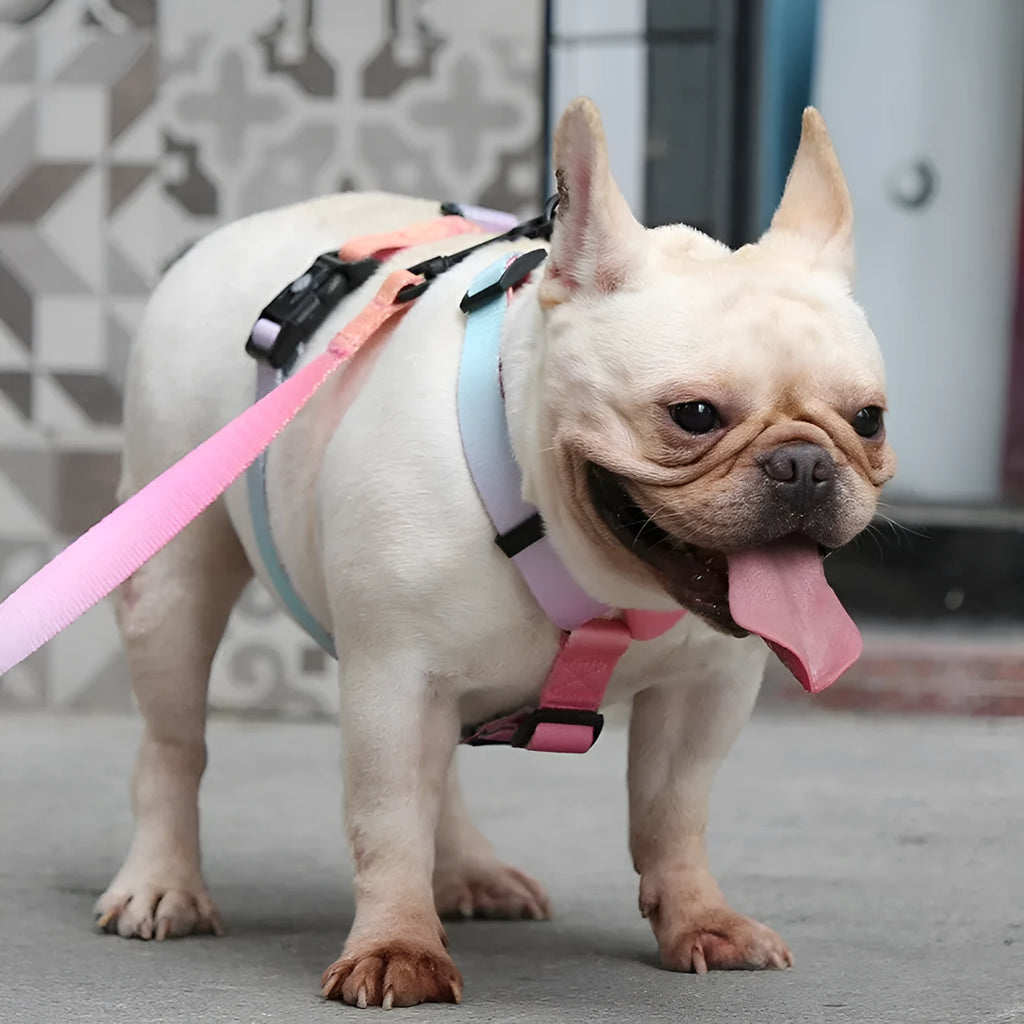 Gradient colour polyester dog chest strap harness in Purple Charm style with white background