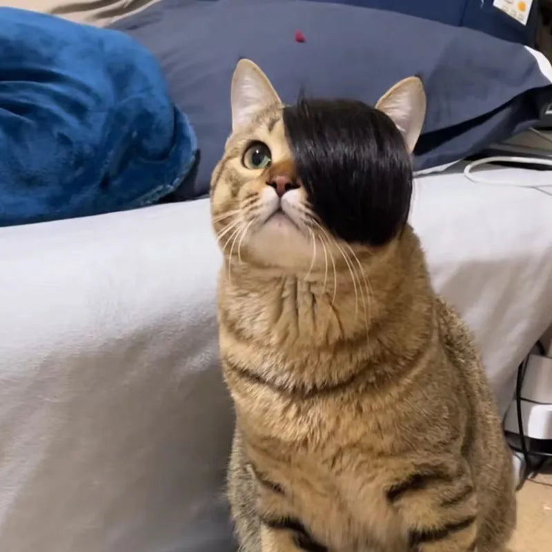 Black polyester fox costume wig with braided detail for cats