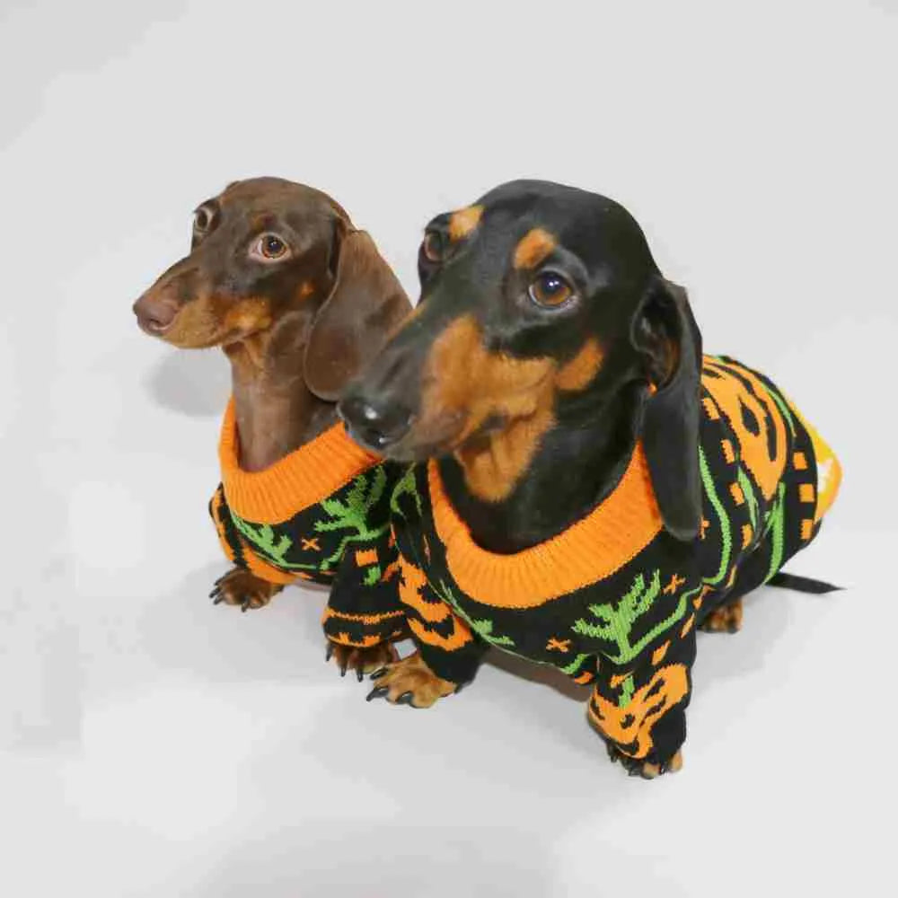 Warm pumpkin coloured polyester pet sweater for dogs and cats, shown on a pet, with size range XS to XL