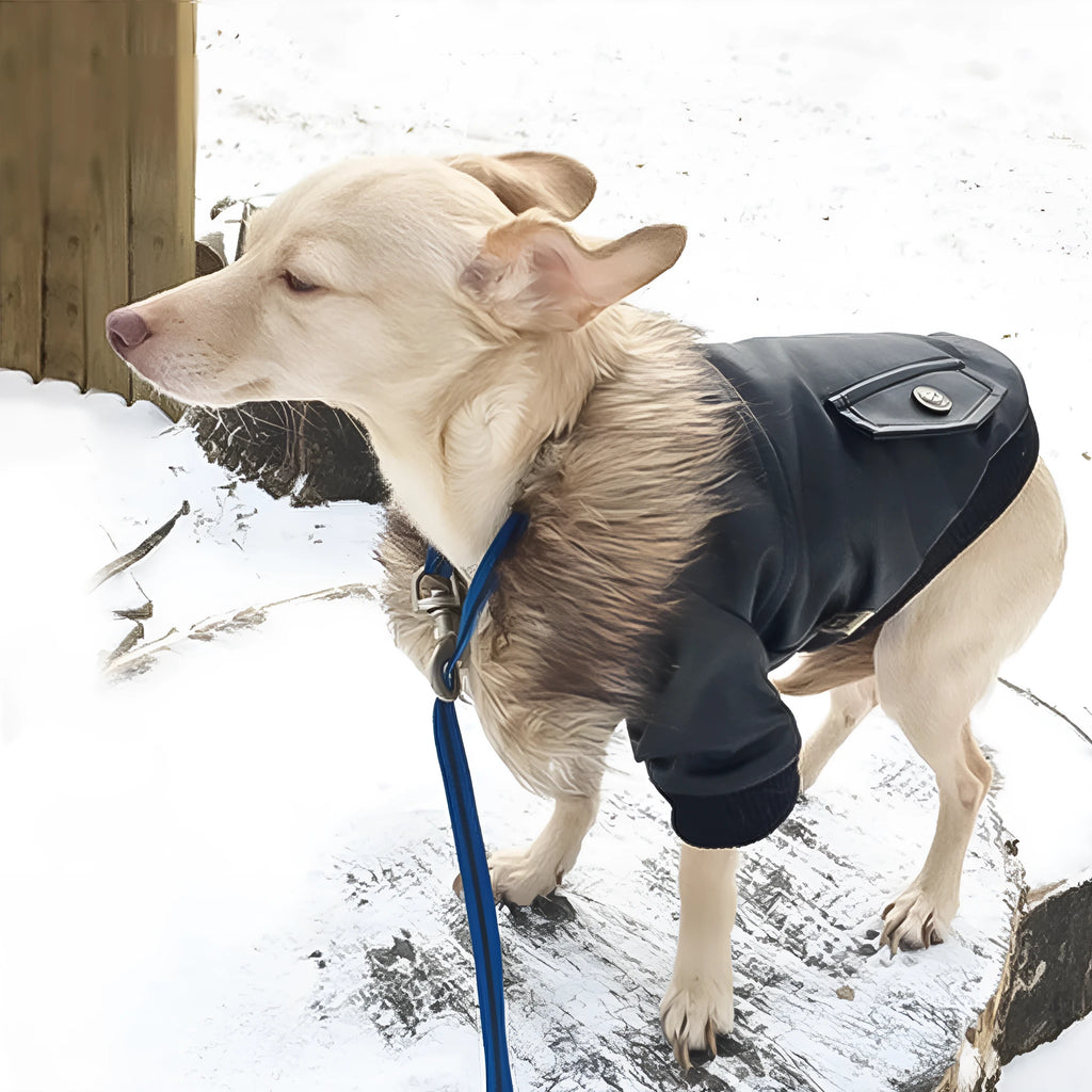 British style leather dog coat with fur collar in black or wine red for autumn and winter