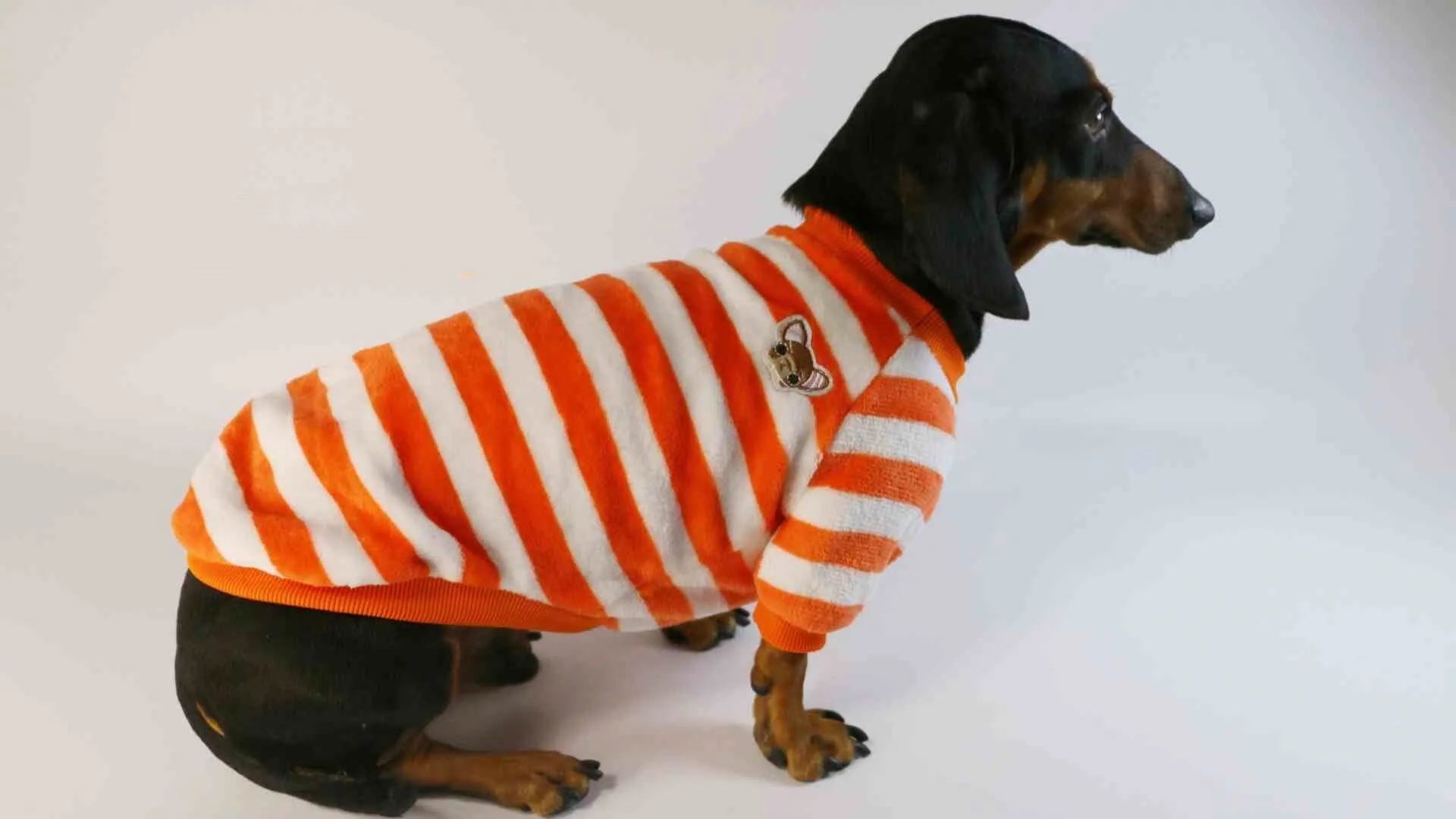 Orange and white striped round neck pet sweatshirt for dogs and cats