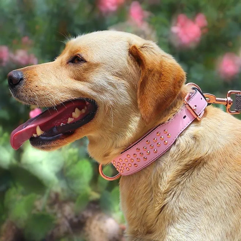 Leather dog collar with stainless steel rivets in black, chocolate, and pink colour options.