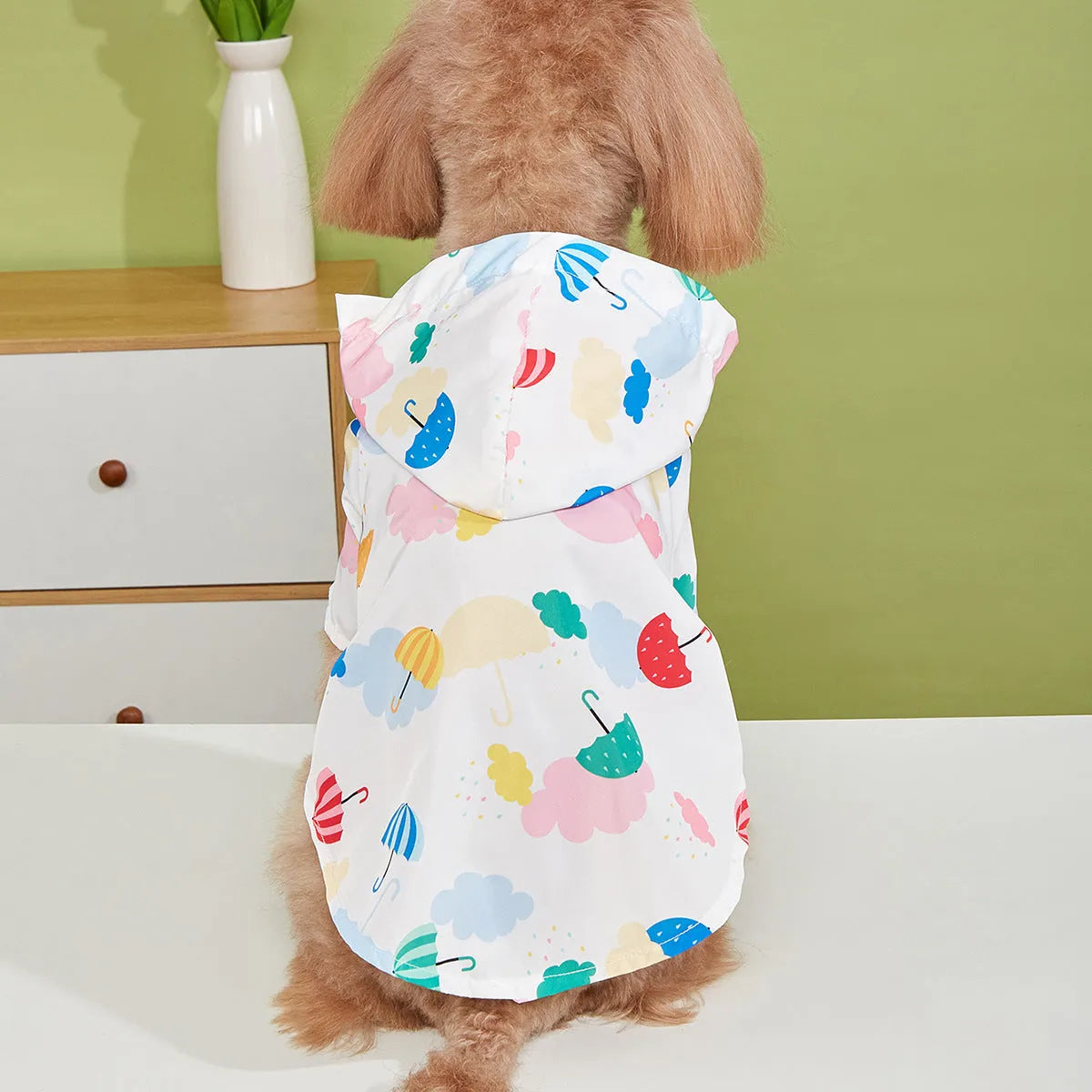 Small dog wearing a colourful cartoon umbrella pattern polyester raincoat.
