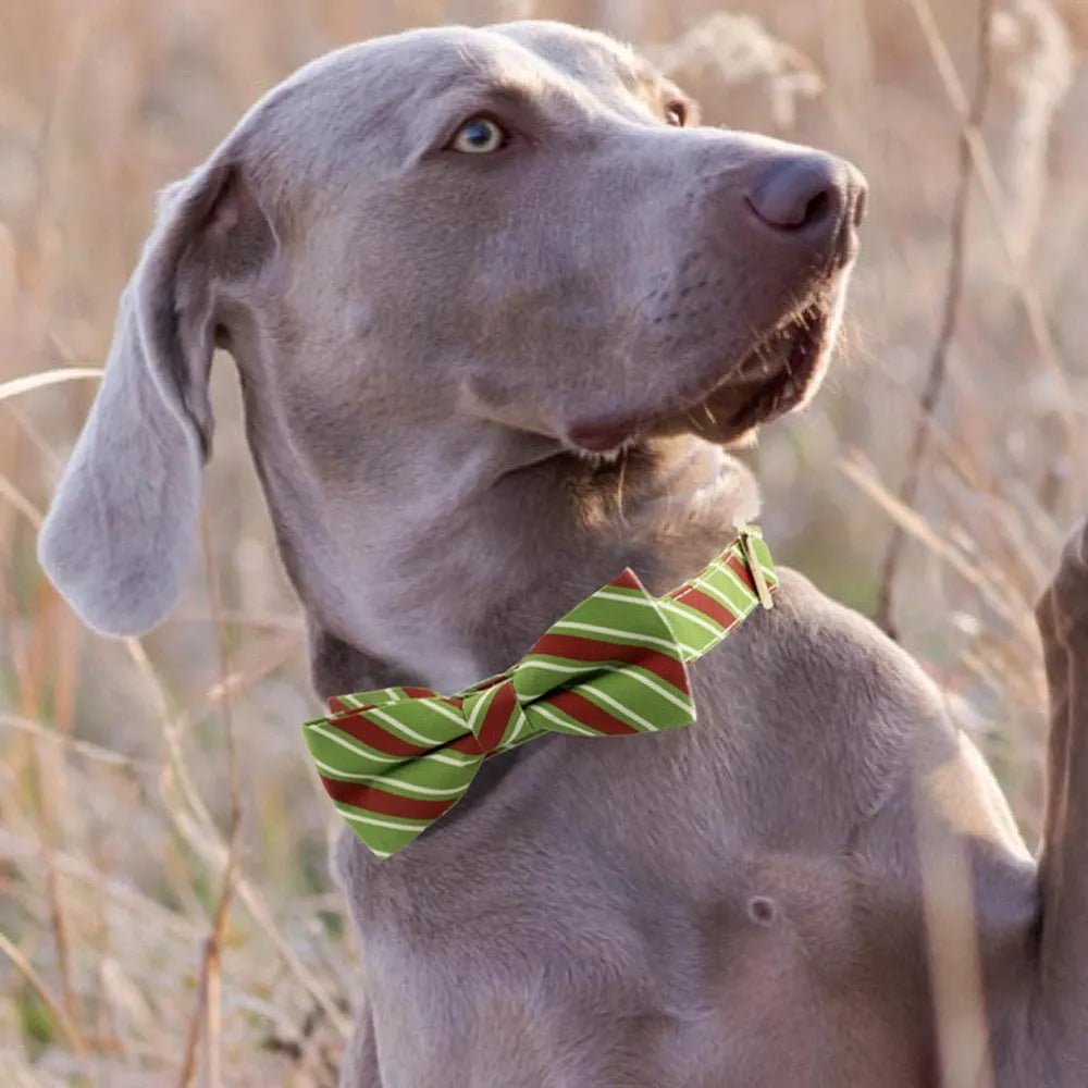 Striped green personalised dog collar with engraved text and a matching fabric bow knot attached.
