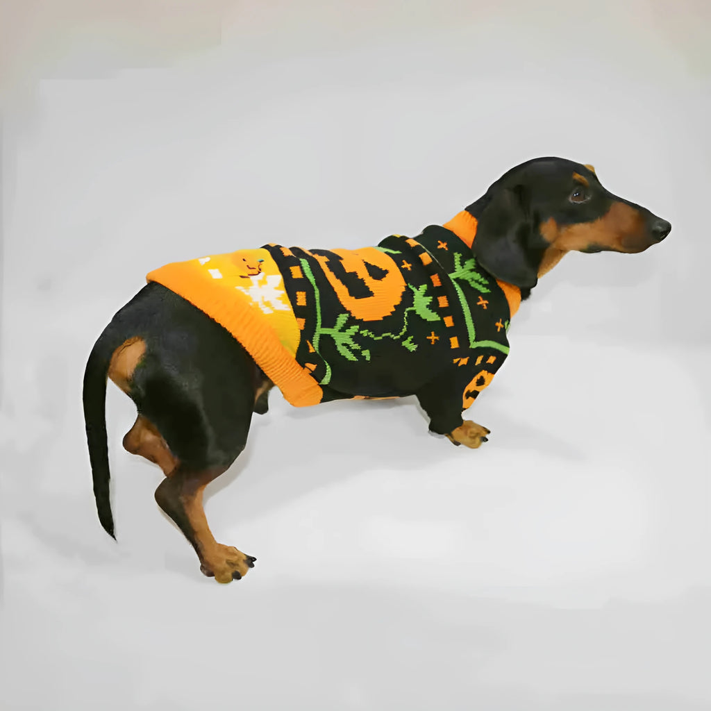 Warm pumpkin coloured polyester pet sweater for dogs and cats, shown on a pet, with size range XS to XL