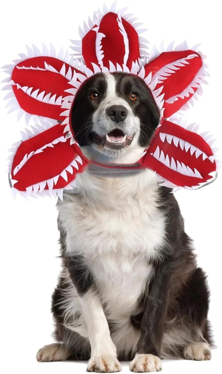Dog wearing Halloween chomper demon costume with scary headband and flower details